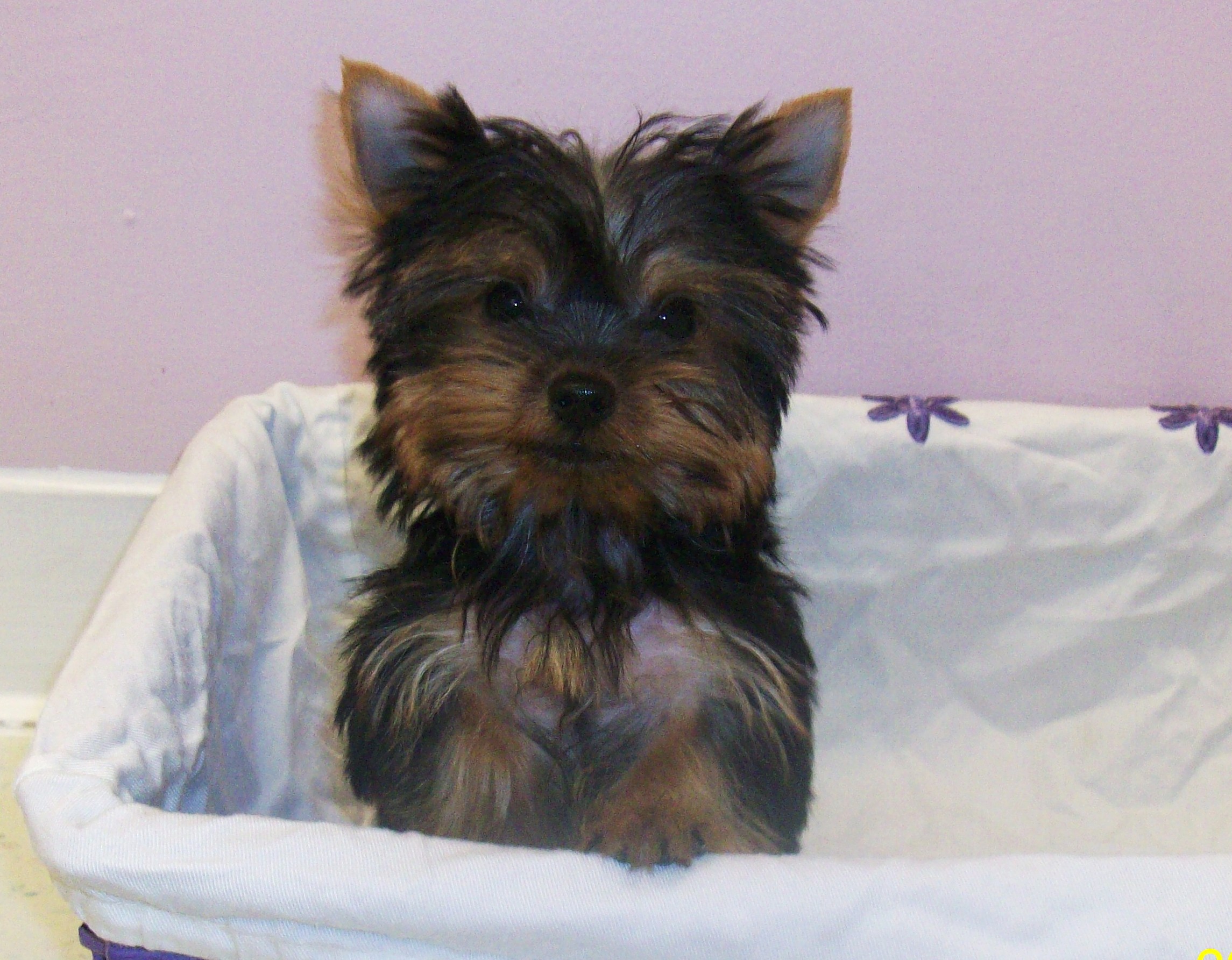 yorky.JPG
