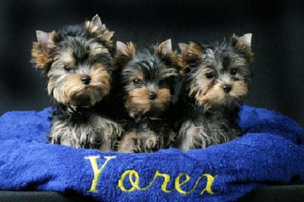 Yorkshire-Terrier-Puppies.jpg
